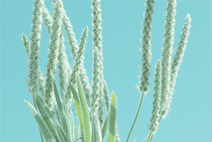 软件商城可靠的电话验证码轰炸免费